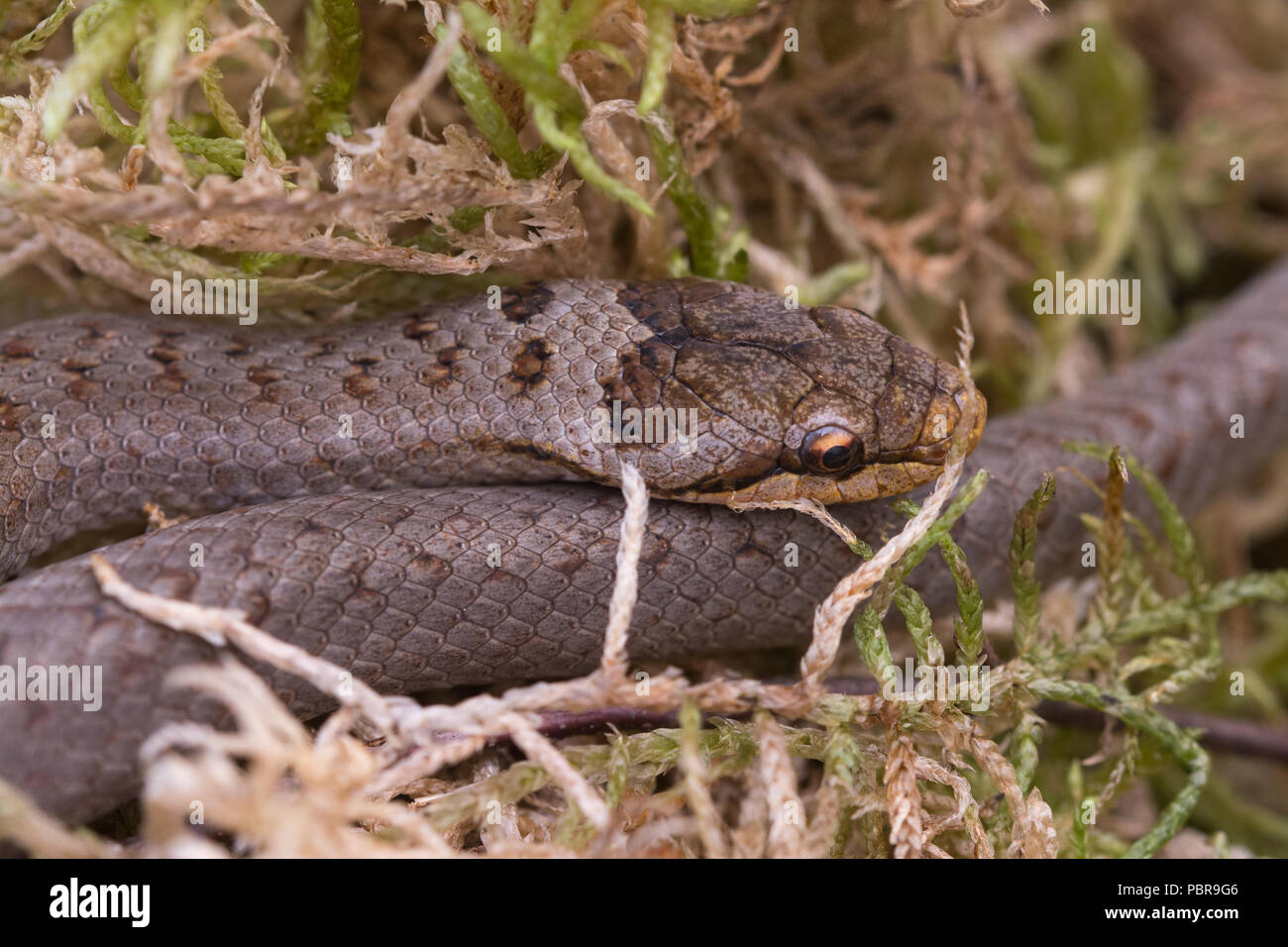 Close-up of a smooth snake (Coronella austriaca), a rare repile species in the UK that is restricted to sandy heaths in a few southern counties Stock Photo