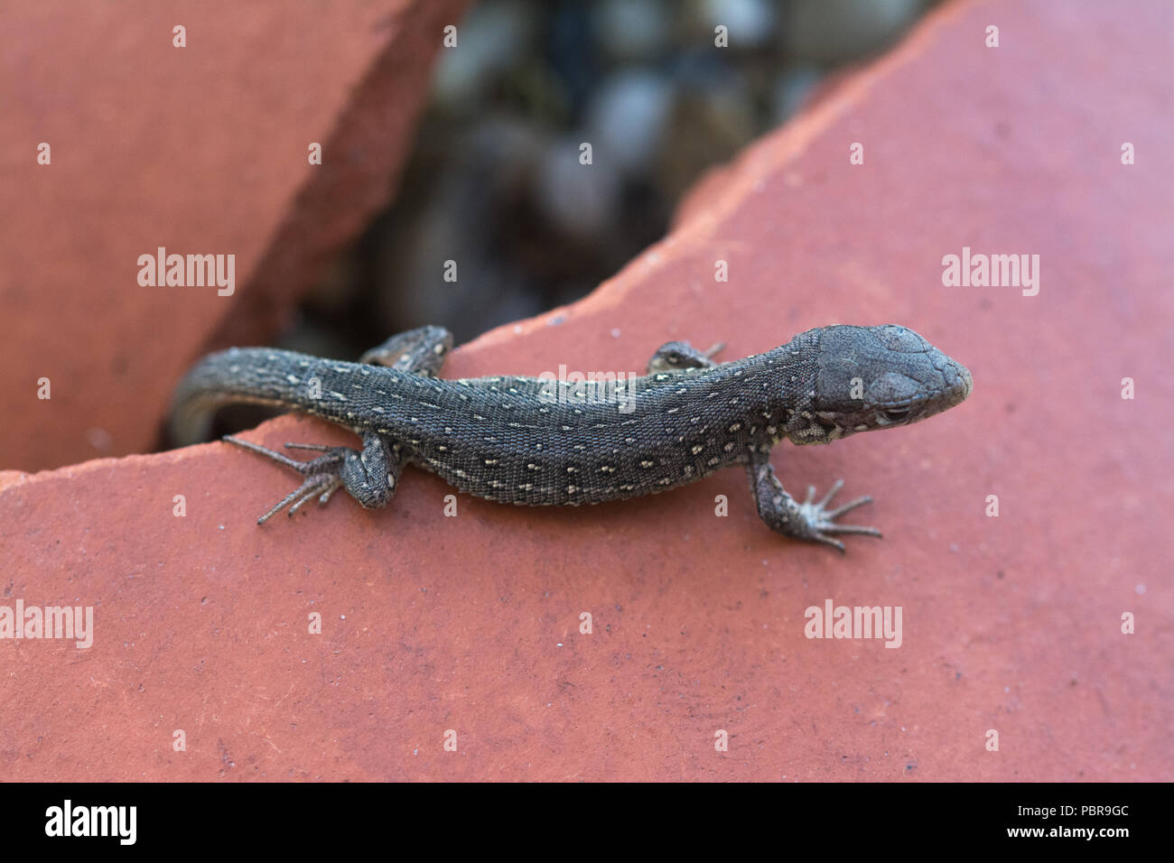 Sand lizard (Lacerta agilis) hatchling basking on a tile in Surrey, UK Stock Photo