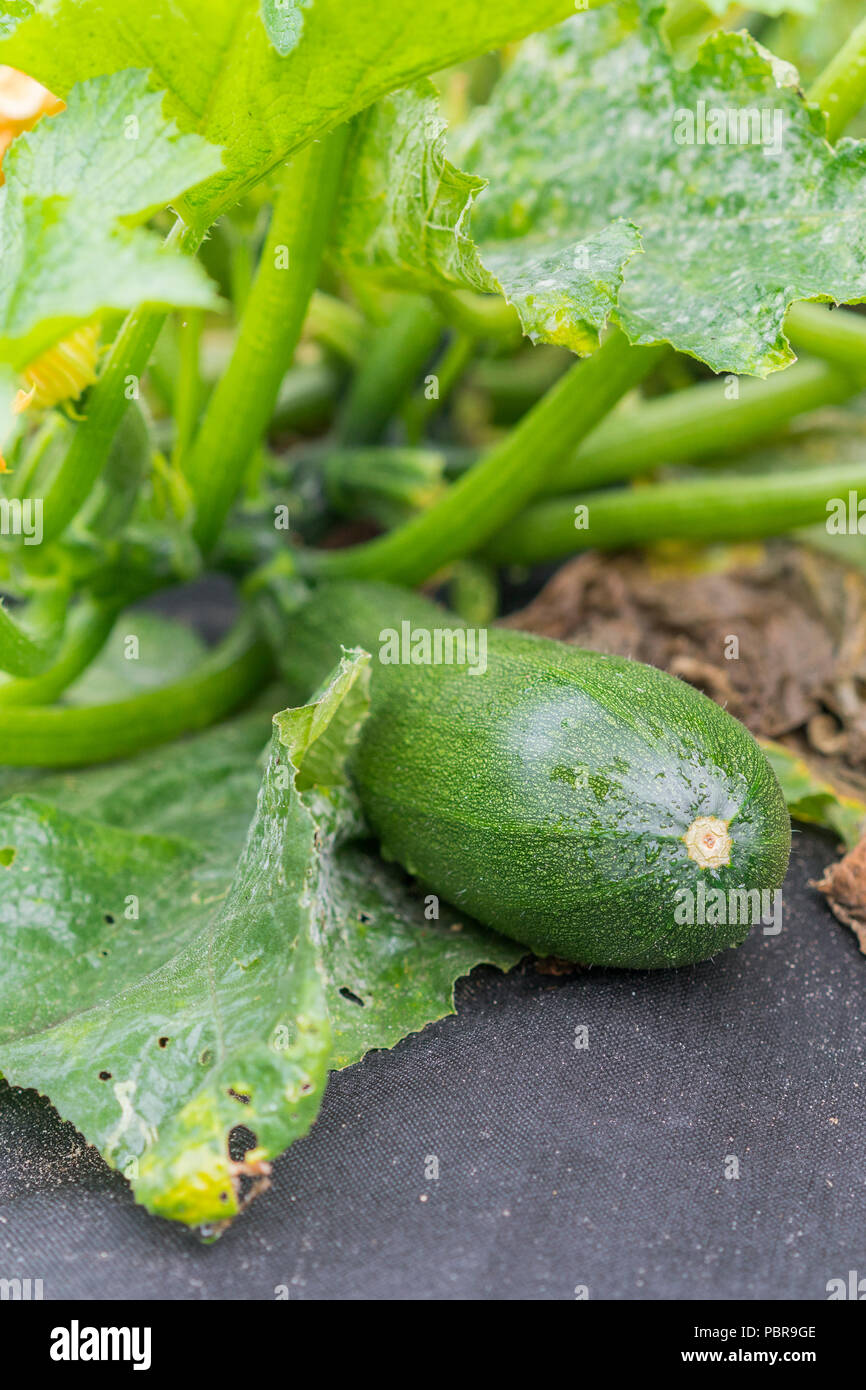 Green zucchini in the garden Stock Photo Alamy