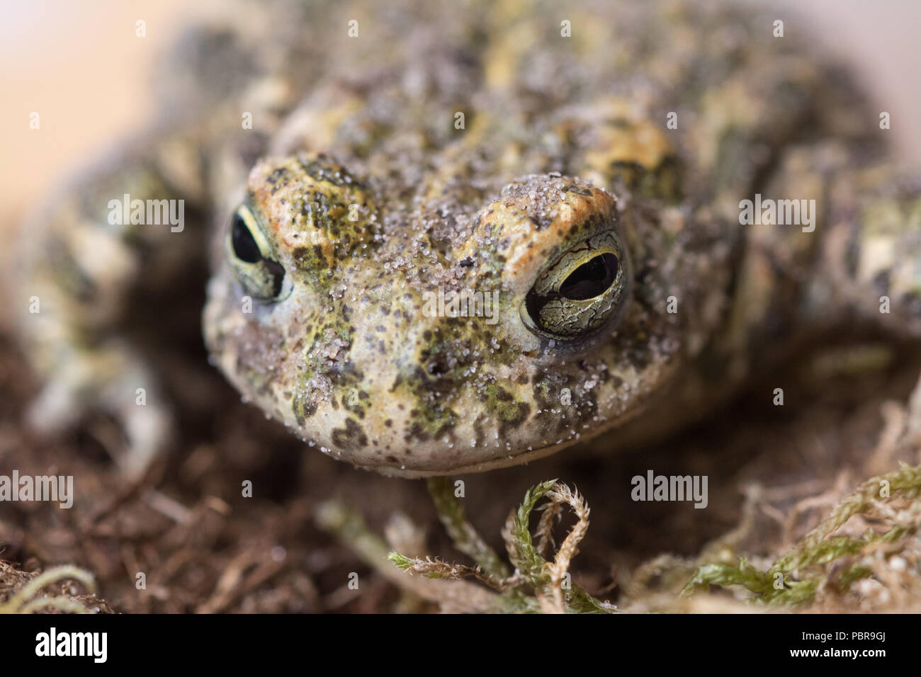Close-up of a natterjack toad (Epidalea calamita), a rare amphibian species in the UK Stock Photo