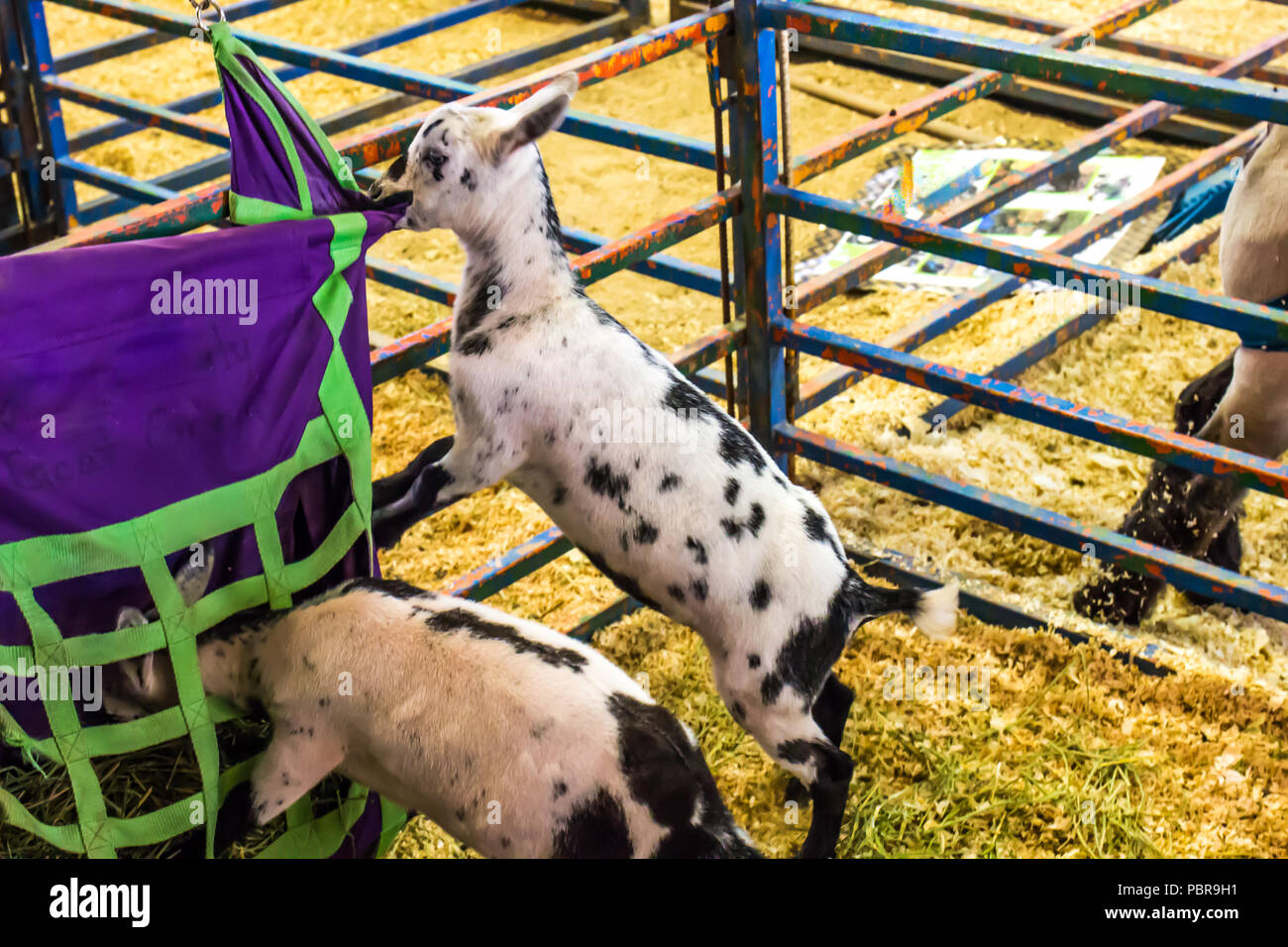 Baby Goat Eating At Feeding Pouch Stock Photo Alamy