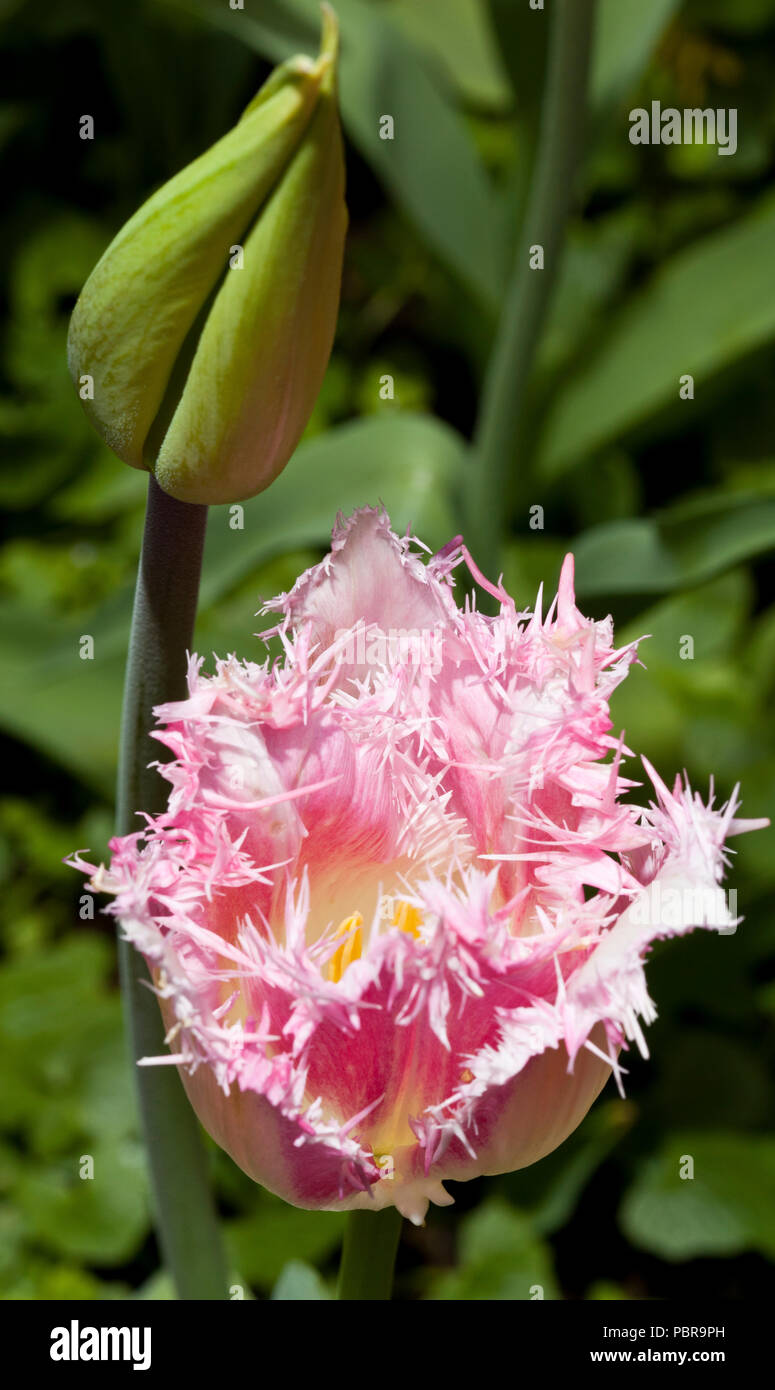 A pink Tulip flower Stock Photo
