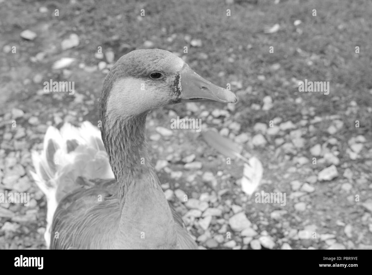 Mallard duck in black and white Stock Photo