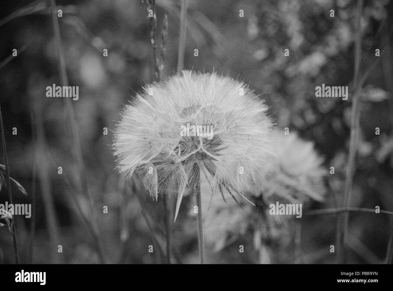 Dandelion seed head, black and white Stock Photo - Alamy
