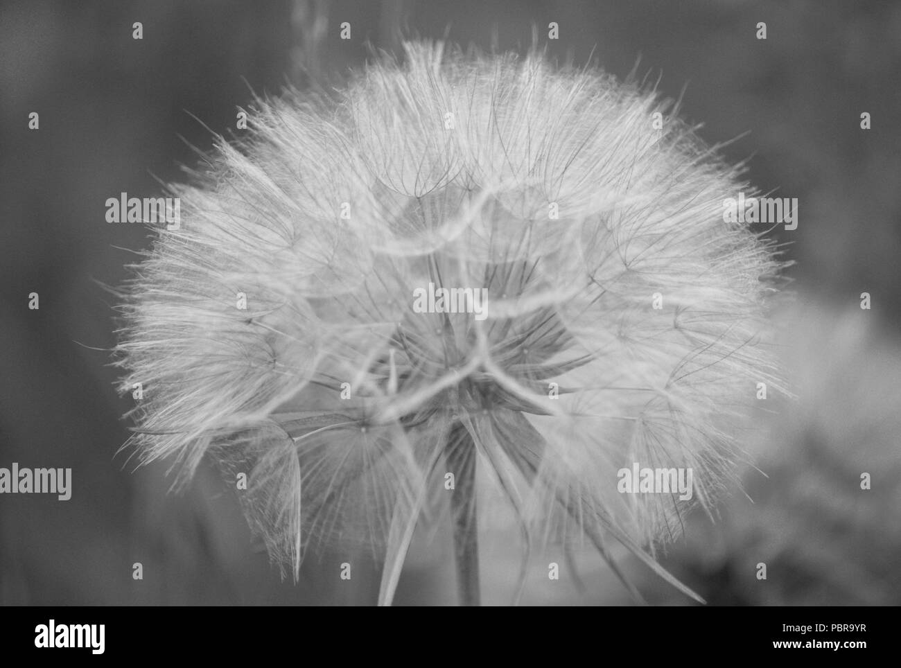 Dandelion seed head, black and white Stock Photo - Alamy