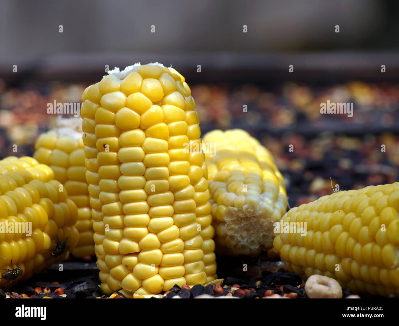 Is Corn on the Cob Safe for Your Parrot?