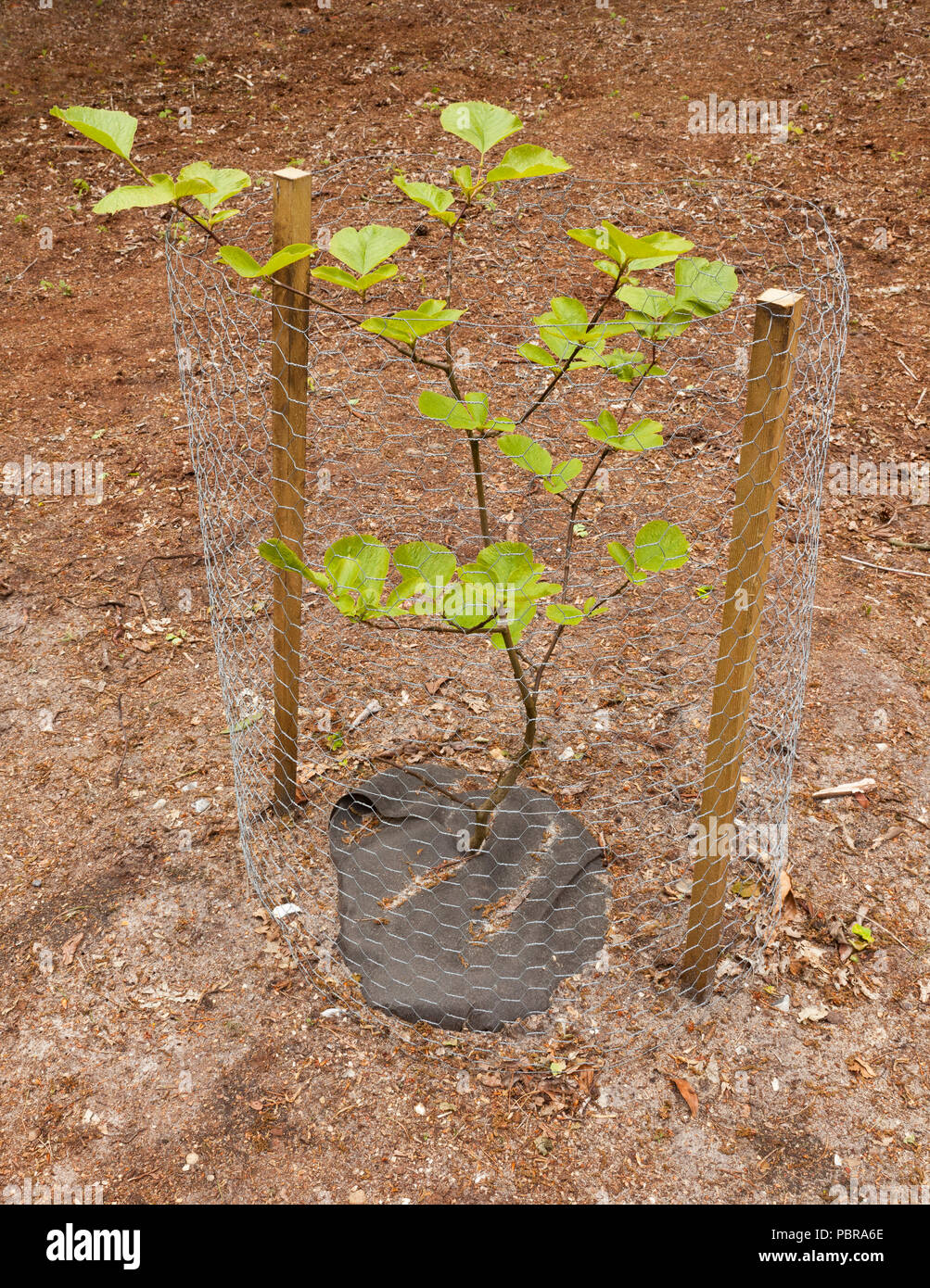 Beech tree sapling hires stock photography and images Alamy