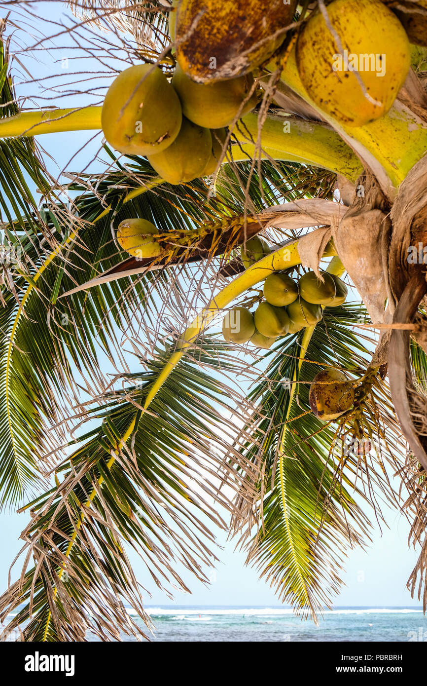 Green and yellow coconuts on a coconut tree Stock Photo