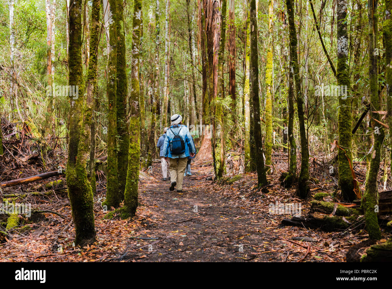 Hikers are in deep among the tall trees of a Tasmanian rain forest ...