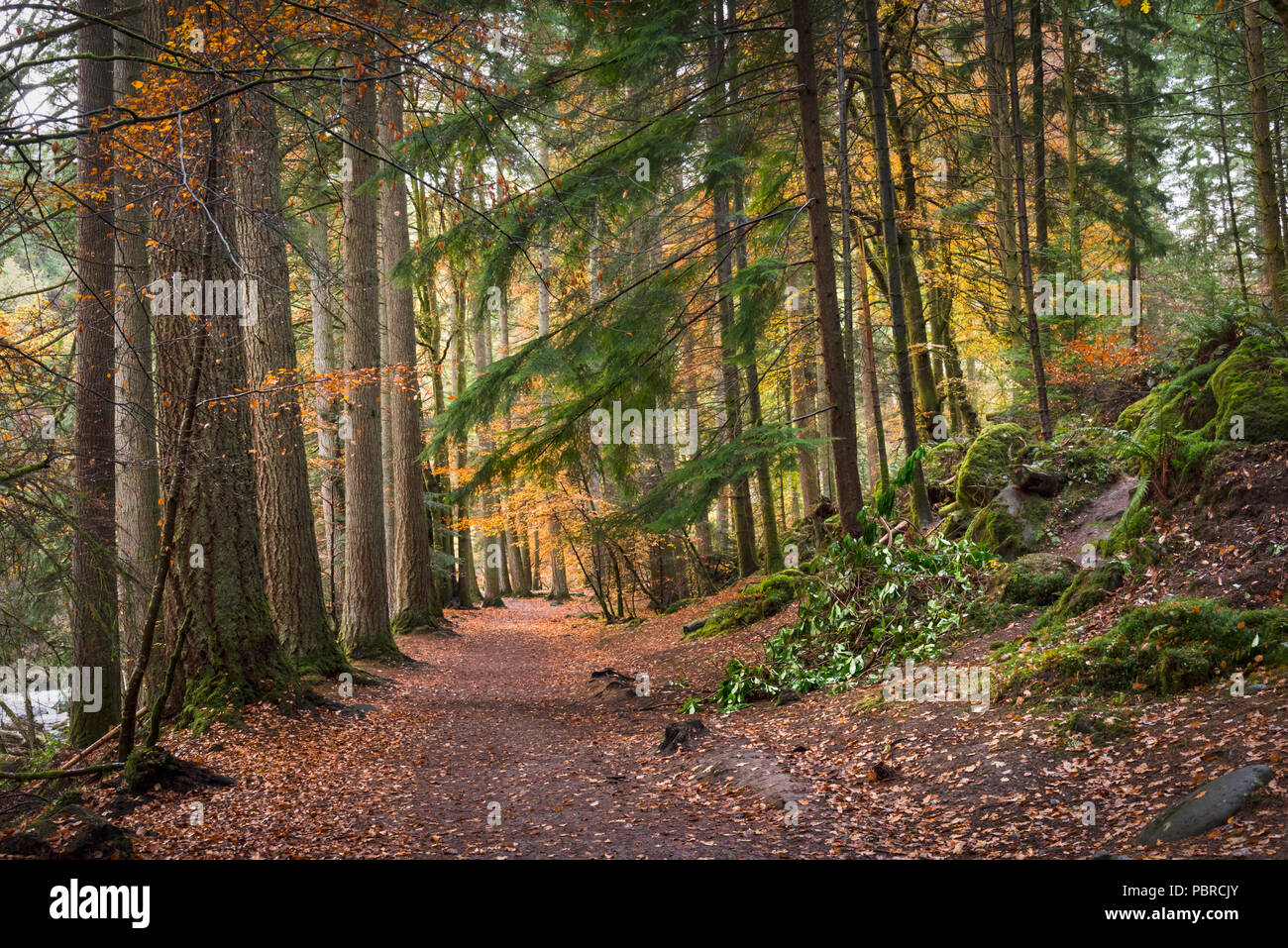 a fairytale like image of a trail that wonders through a colourful forest of Scotland Stock Photo