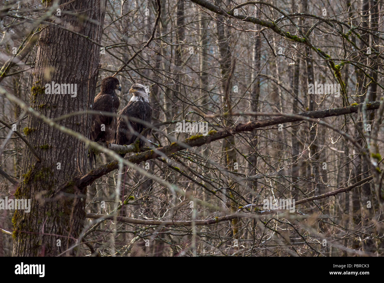 a moment of intimacy captured between a pair of beautiful bald eagles out on a limb of a tree within a forest of the canadian wilderness Stock Photo
