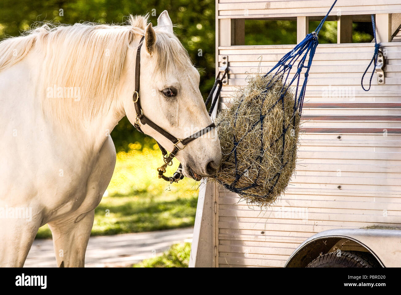 White Horse at Feedbag Stock Photo Alamy