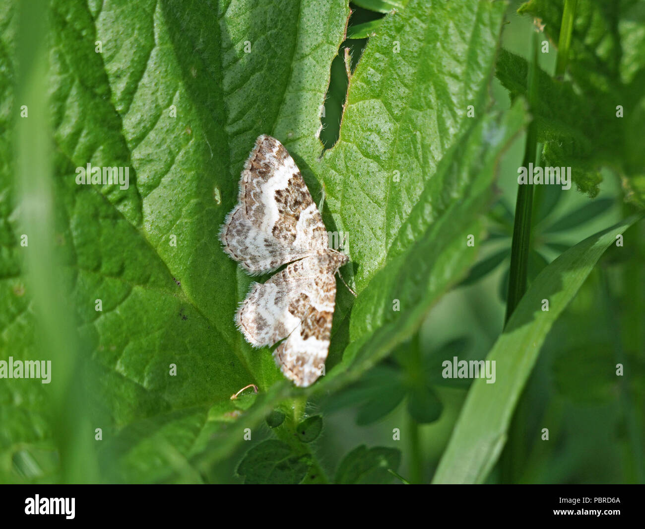 Common Carpet moth (Epirrhoe alternata) resting on foliage at Waitby Greenriggs nature reserve in Cumbria, England, UK Stock Photo