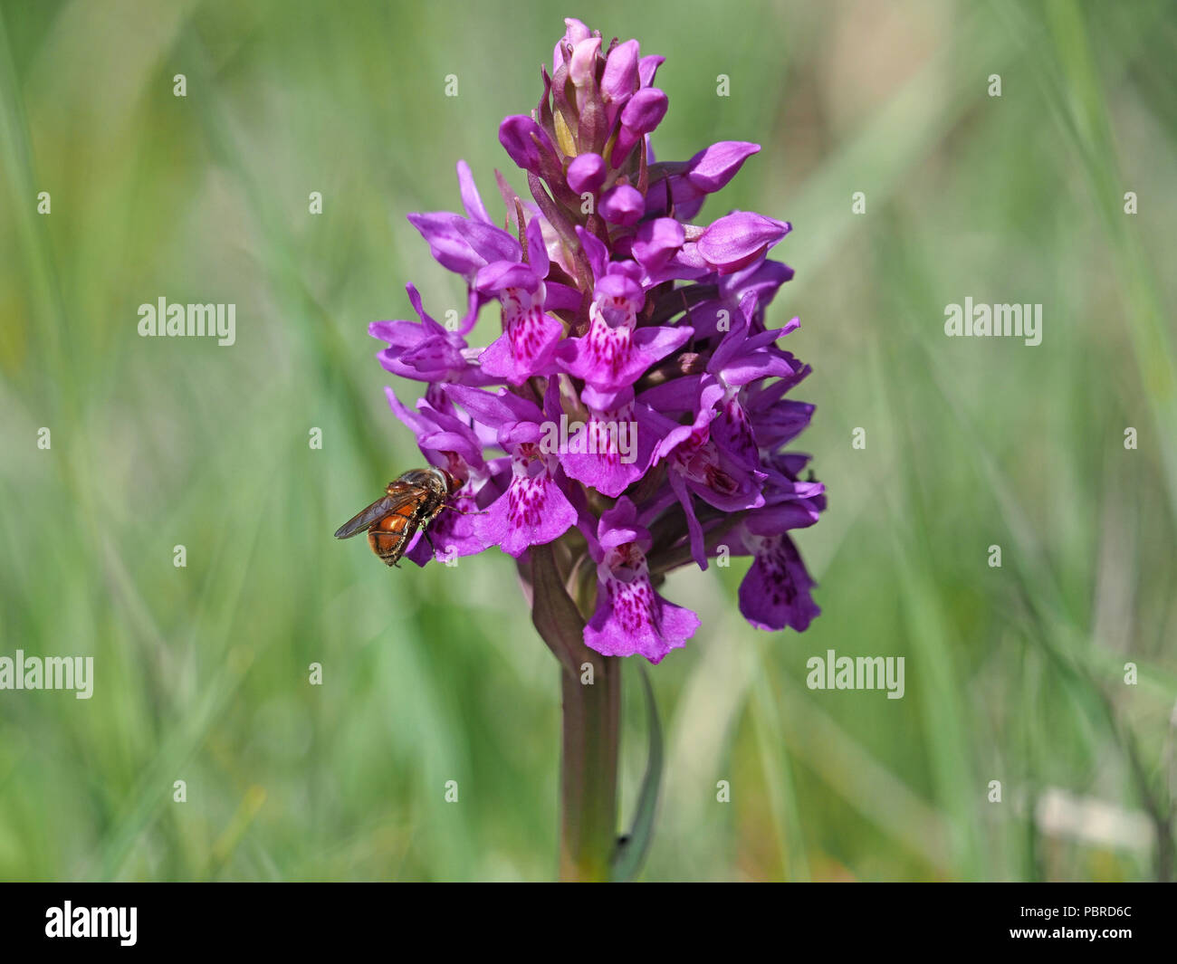 Rhyngia Campestris, Common Snout Hoverfly with prominent snout on Northern Marsh Orchid (Dactylorhiza purpurella) in Cumbria, England, UK Stock Photo