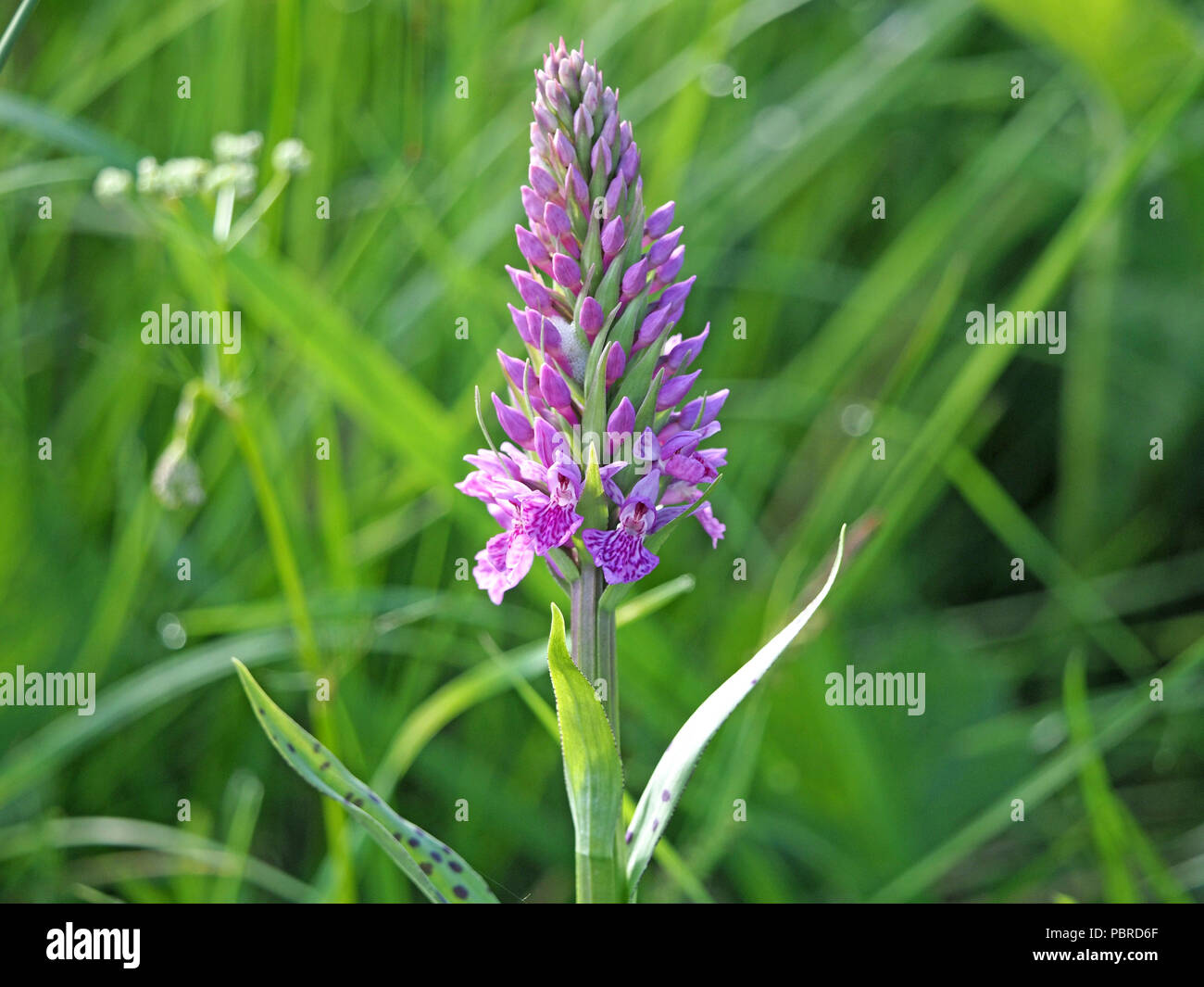 cuckoo-spit in tall emergent flowerspike of Northern Marsh Orchid hybrid (Dactylorhiza purpurella x) with spotted leaves in Cumbria, England, UK Stock Photo