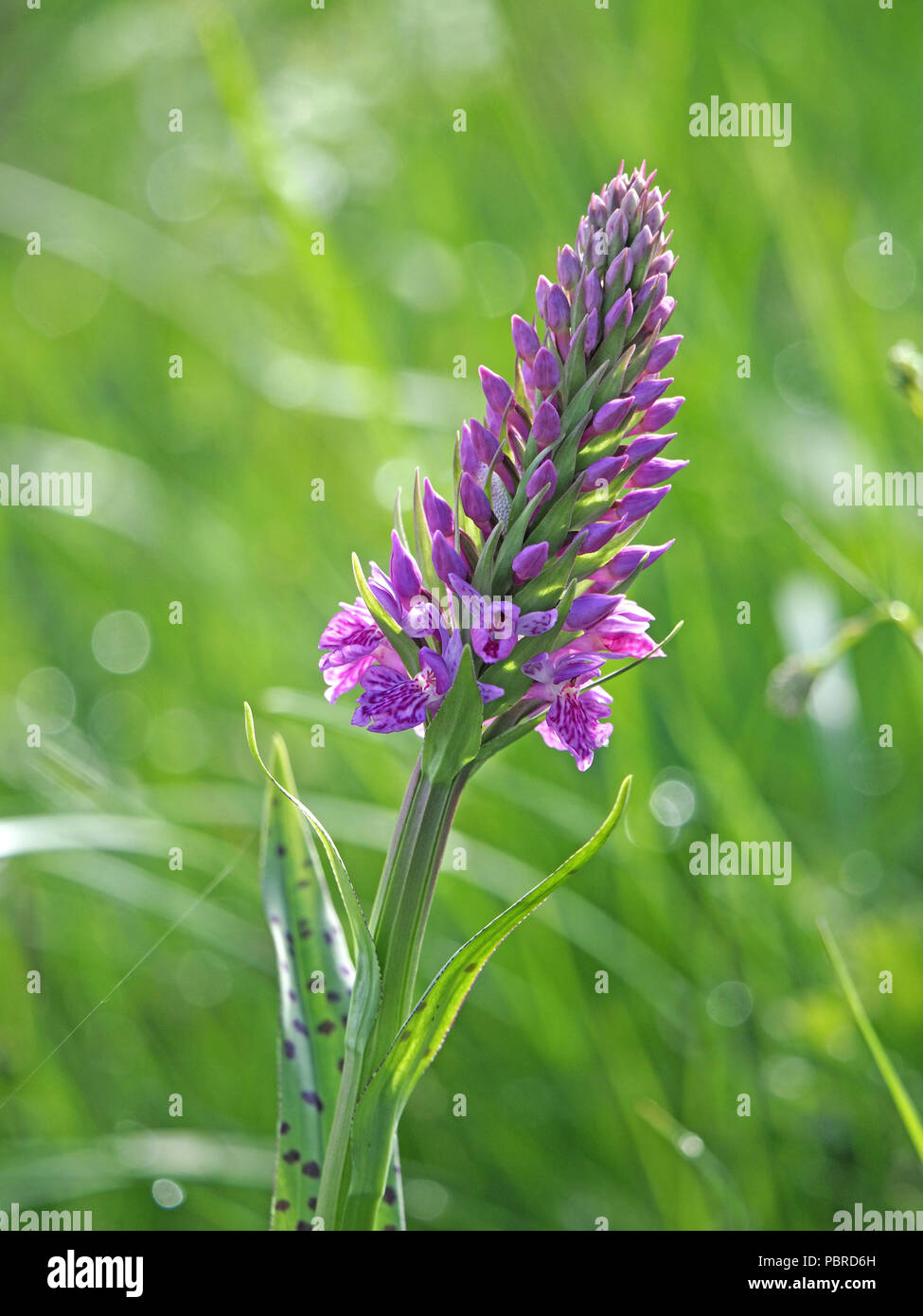 tall emergent flowerspike of Northern Marsh Orchid hybrid (Dactylorhiza purpurella x) with spotted leaves in Cumbria, England, UK Stock Photo
