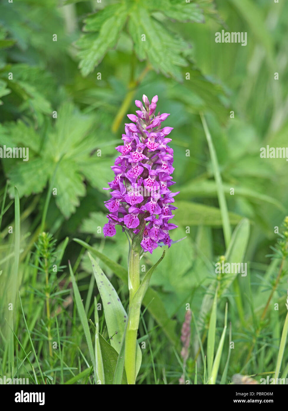 tall flowerspike of Northern Marsh Orchid hybrid (Dactylorhiza purpurella x) with spotted leaves in Cumbria, England, UK Stock Photo