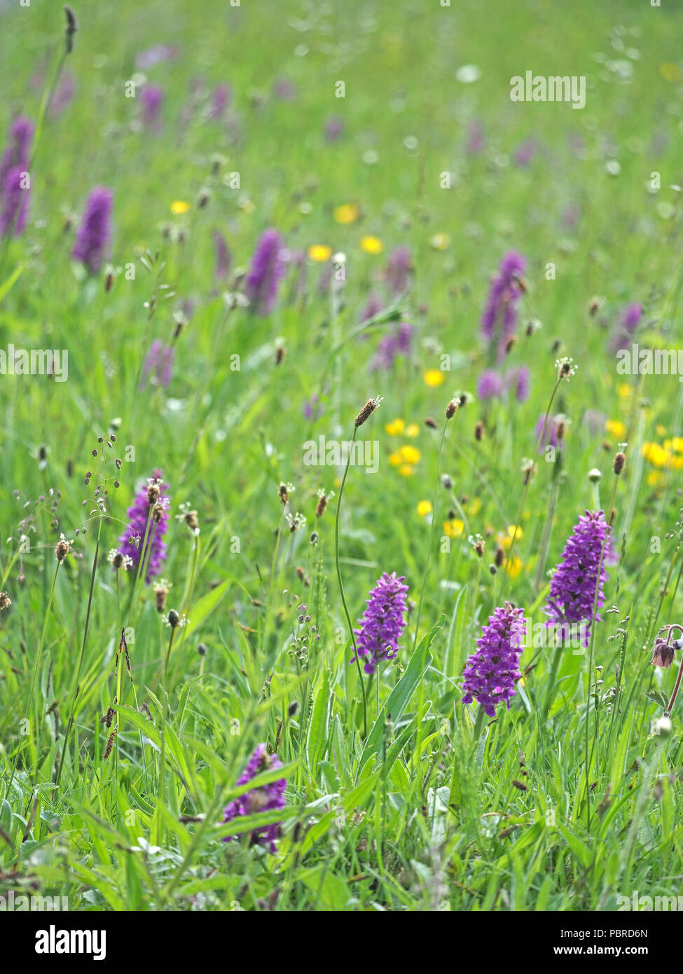 purple flowerspikes of Northern Marsh Orchid hybrid (Dactylorhiza purpurella x) in meadow with buttercups and ribwort plantain in Cumbria, England, UK Stock Photo