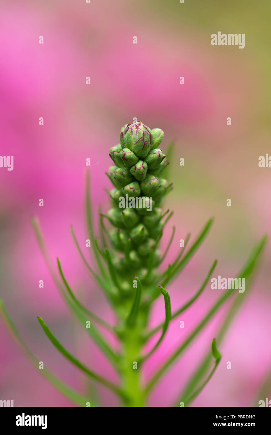 Close-up image of a Liatris plant with buds ready to open. Stock Photo