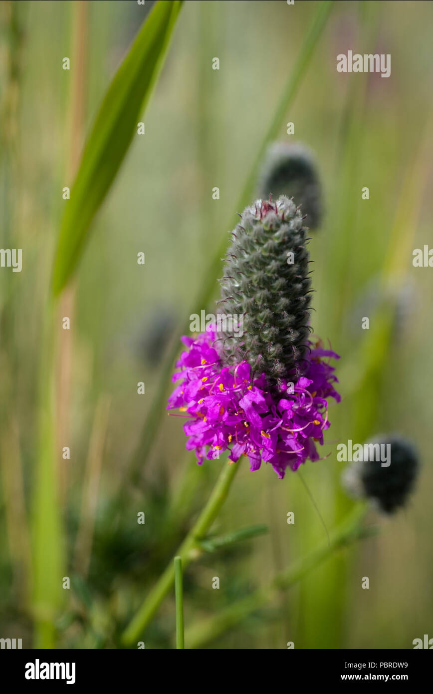 purple prairie clover Stock Photo