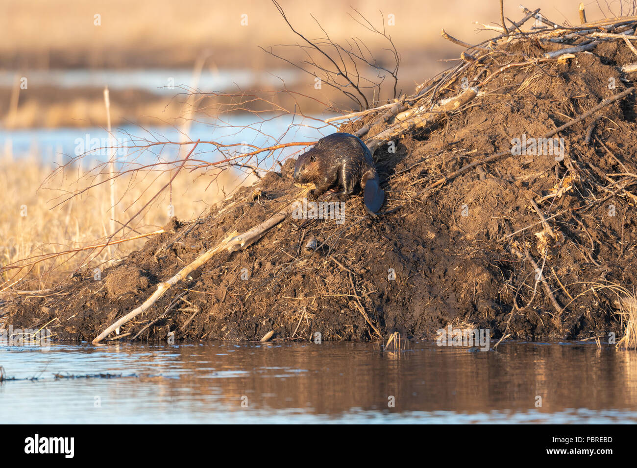 North American Beaver (Castor canadensis), packing mud on lodge, NA, by Dominique Braud/Dembinsky Photo Assoc Stock Photo