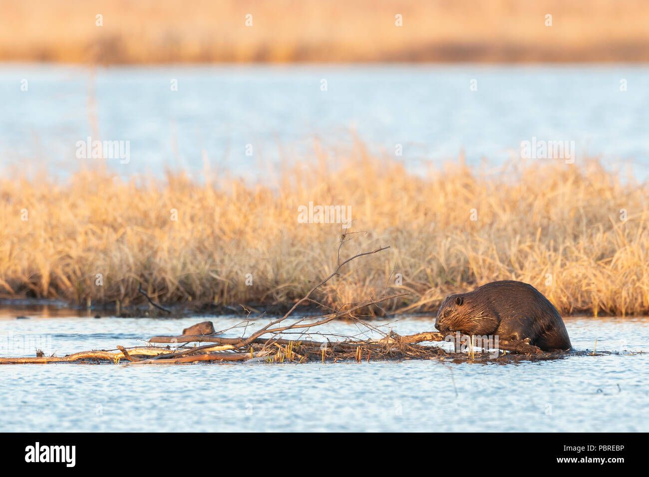 North American Beaver (Castor canadensis), feeding on bark of tree branch, NA, by Dominique Braud/Dembinsky Photo Assoc Stock Photo
