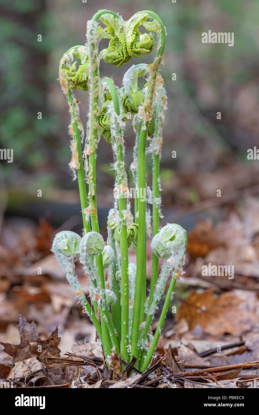 Cinnamon fern (Osmundastrum cinnamomeum) fiddlehead unfurling, May, E NA, by Dominique Braud