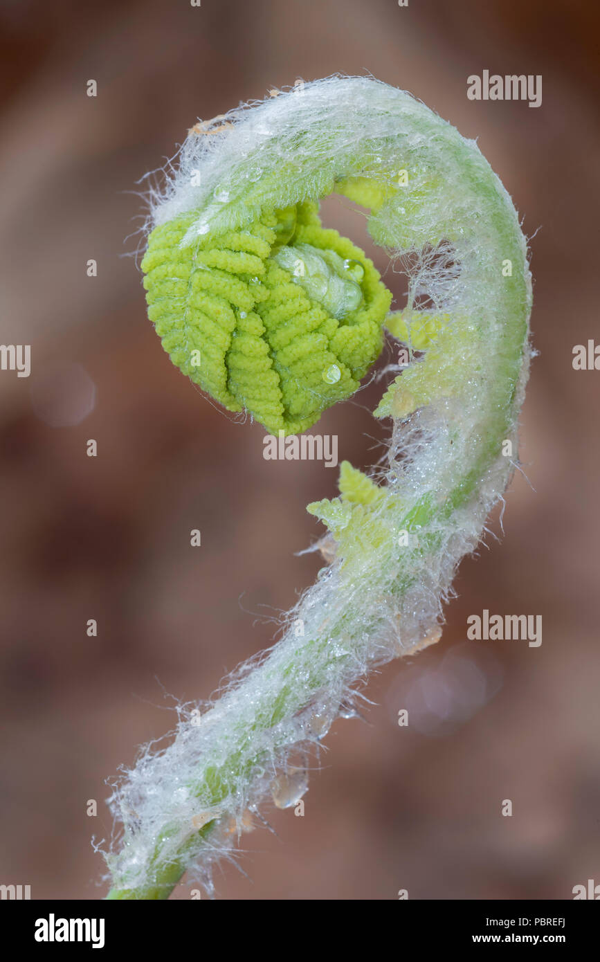 Cinnamon fern hires stock photography and images Alamy