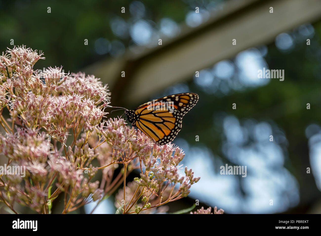 Golden butterflies hires stock photography and images Alamy