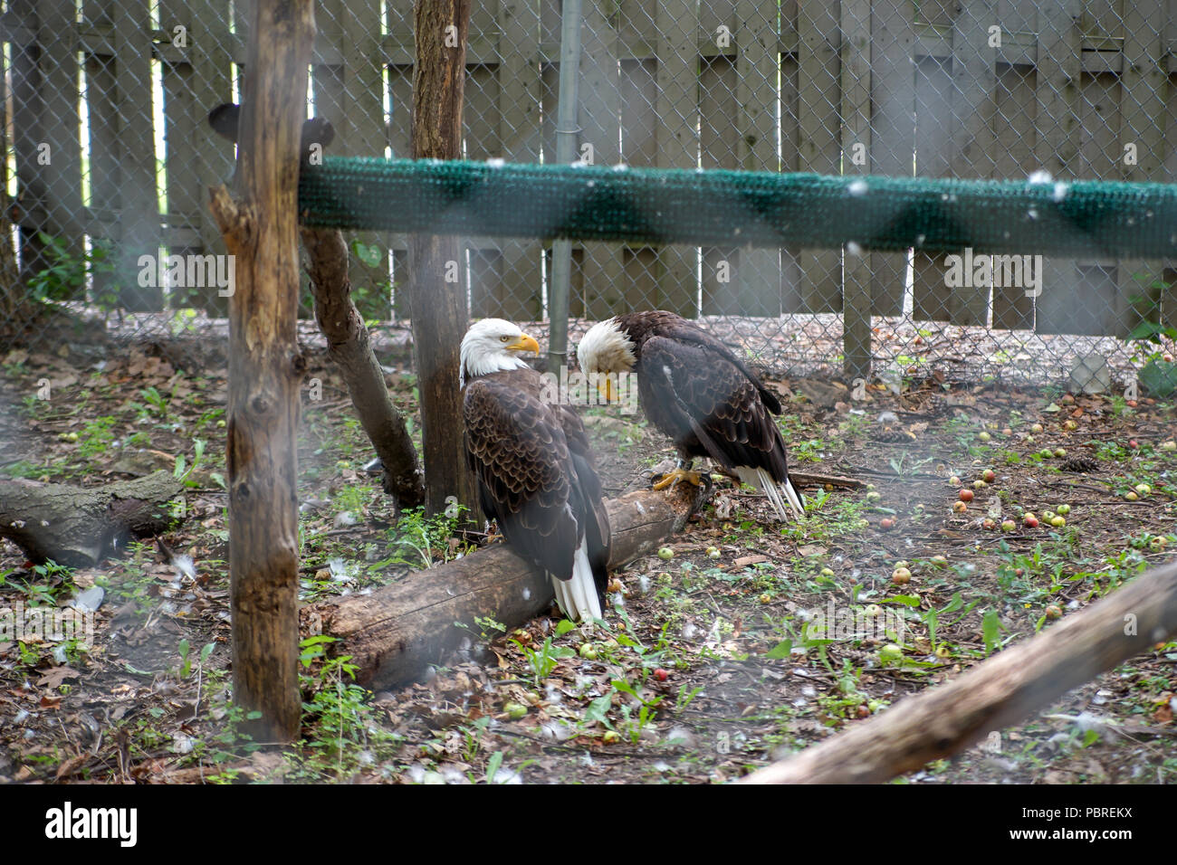 Bald Eagle in Captivity Stock Photo Alamy