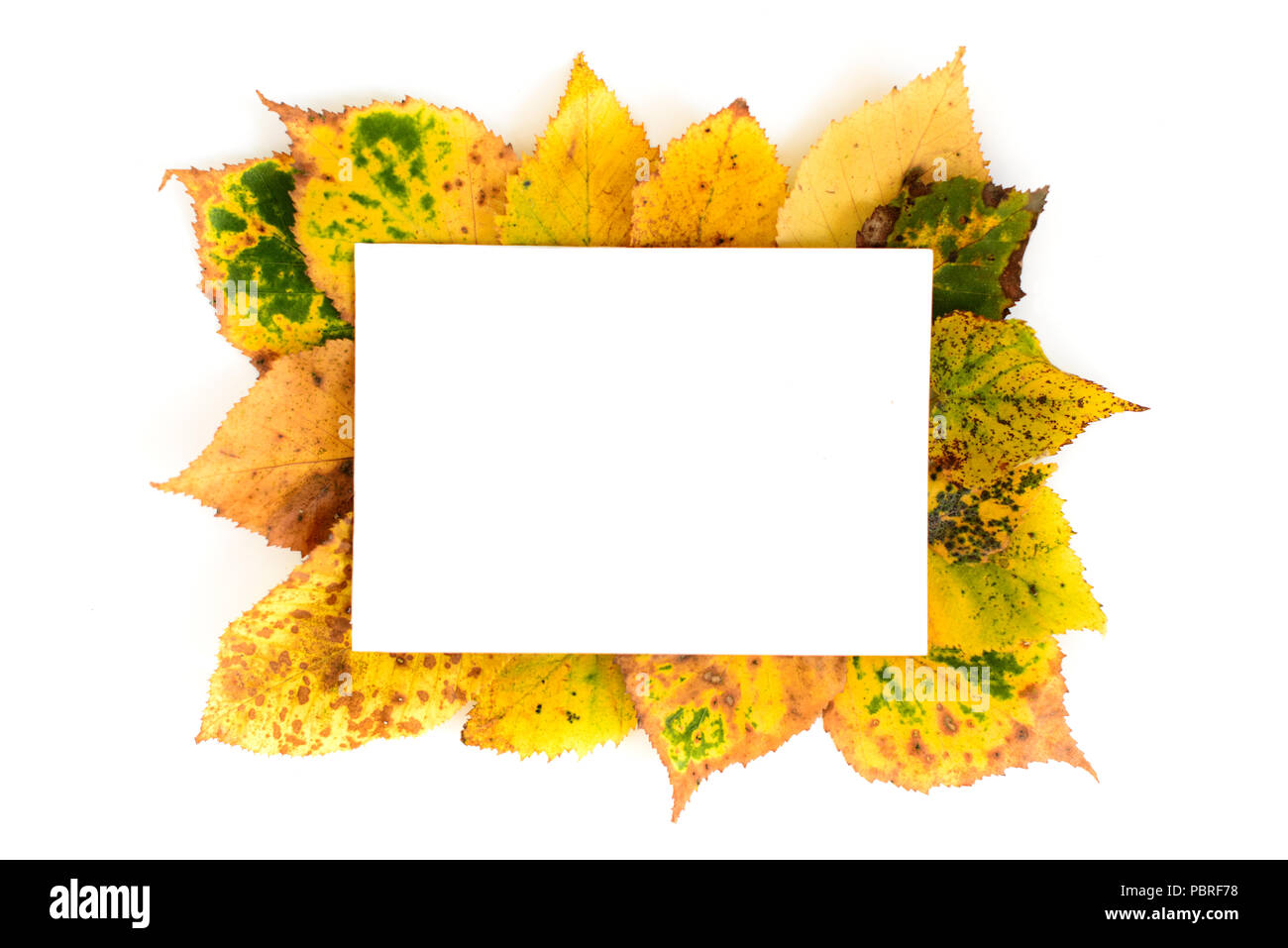 Autumn leaves ornate with white copy space card isolated on white ...