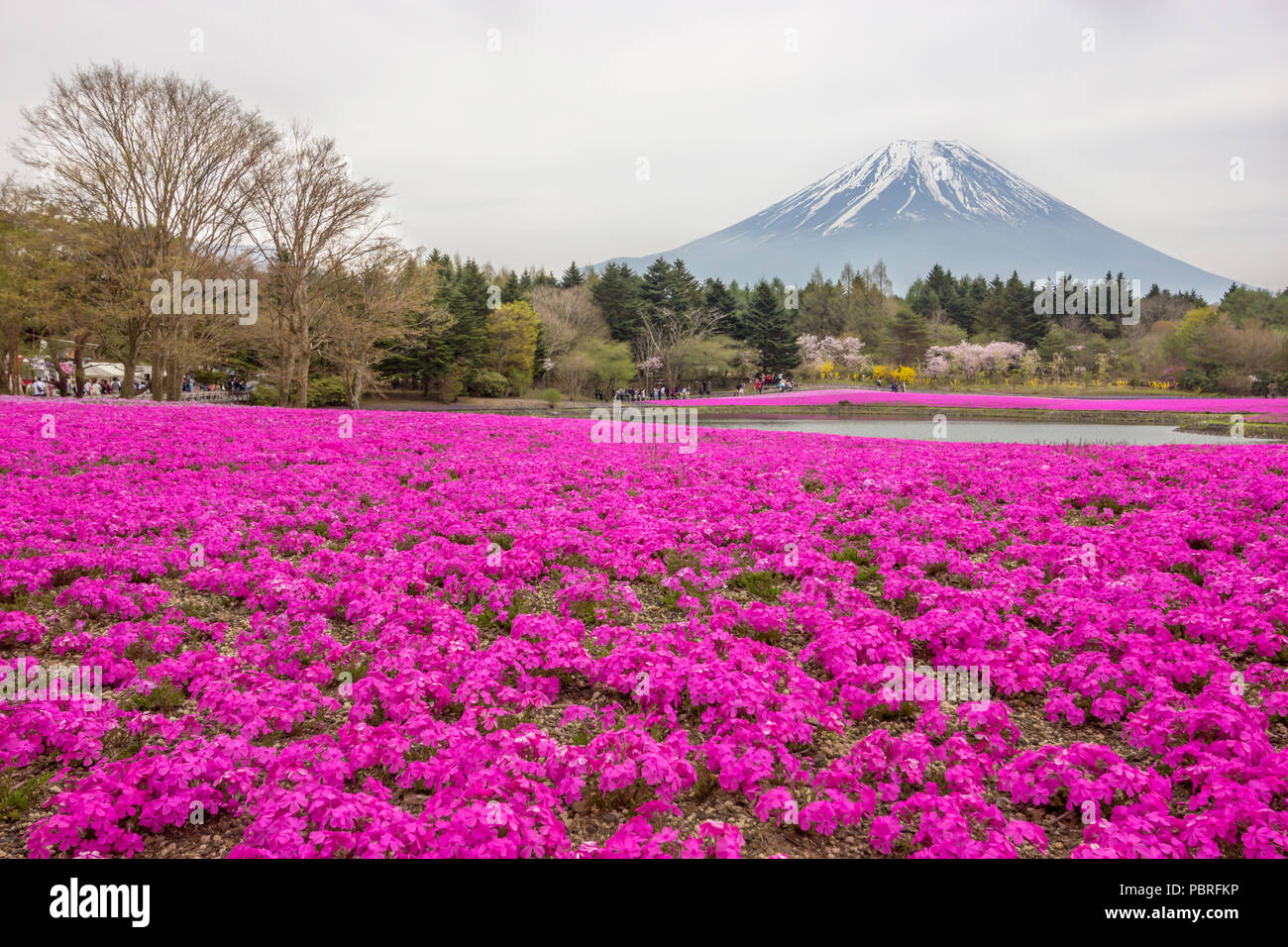 Various colored moss phlox or colorful shiba-sakura fields in shibazakura festival, Fujikawaguchiko, Minamitsuru, Yamanashi, Japan Stock Photo