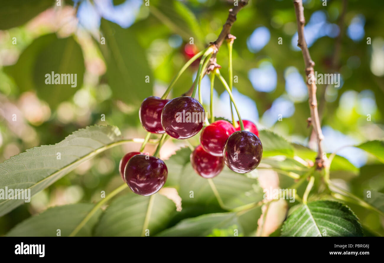 Ripe cherries on orchard tree Stock Photo - Alamy