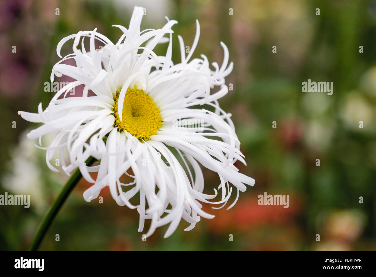 Single white flower of Leucanthemum x superbum 'bishopstone' focused against a background of blurred flowers. England UK Stock Photo