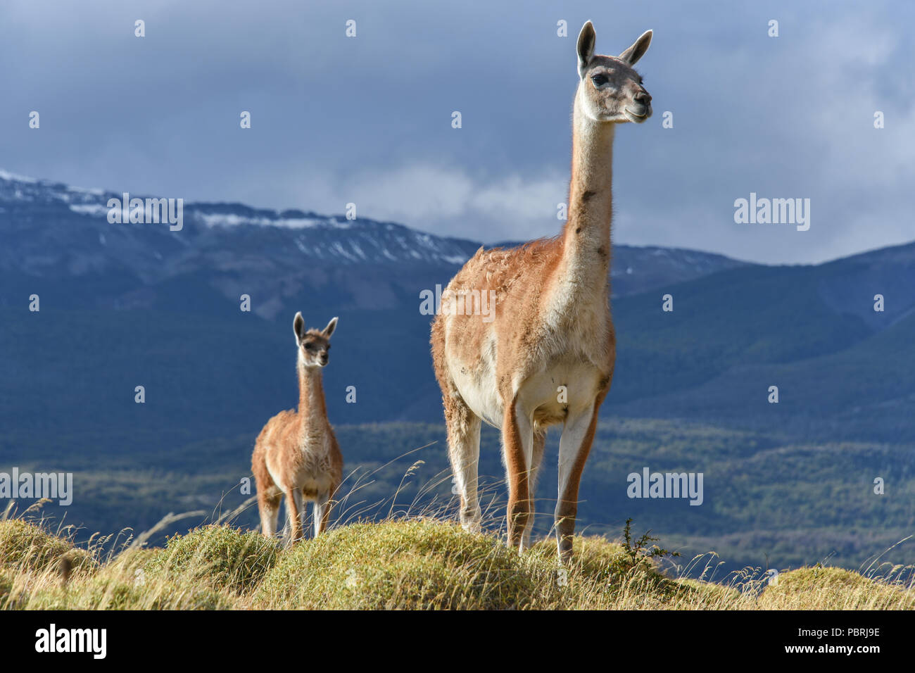 Guanacos (Lama guanicoe) on a ridge, Tamango National Reserve National Park, at Cochrane, Patagonia, Chile Stock Photo