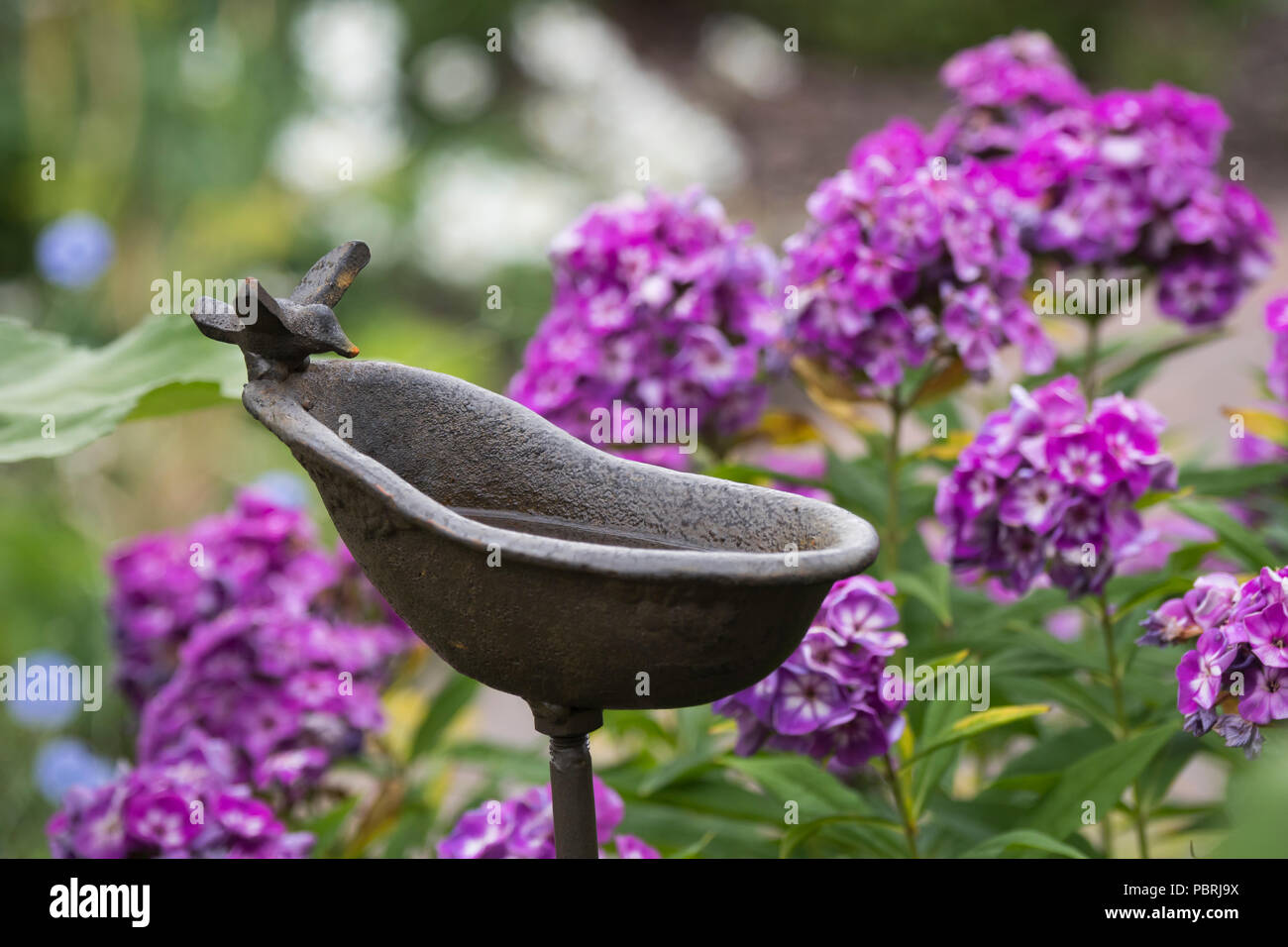 Birdbath in a garden, Hesse, Germany Stock Photo