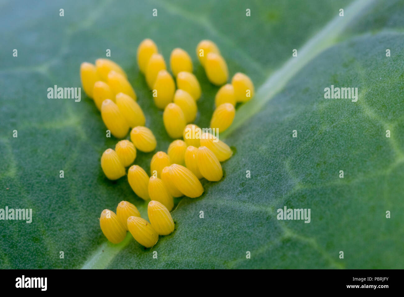 Butterfly eggs on a purple sprouting leaf Stock Photo Alamy