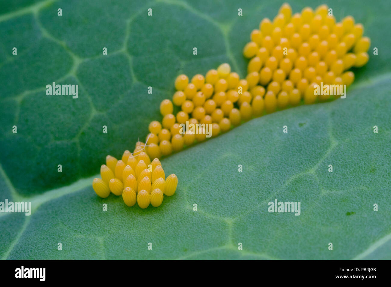 Cabbage white butterfly eggs brassica hires stock photography and