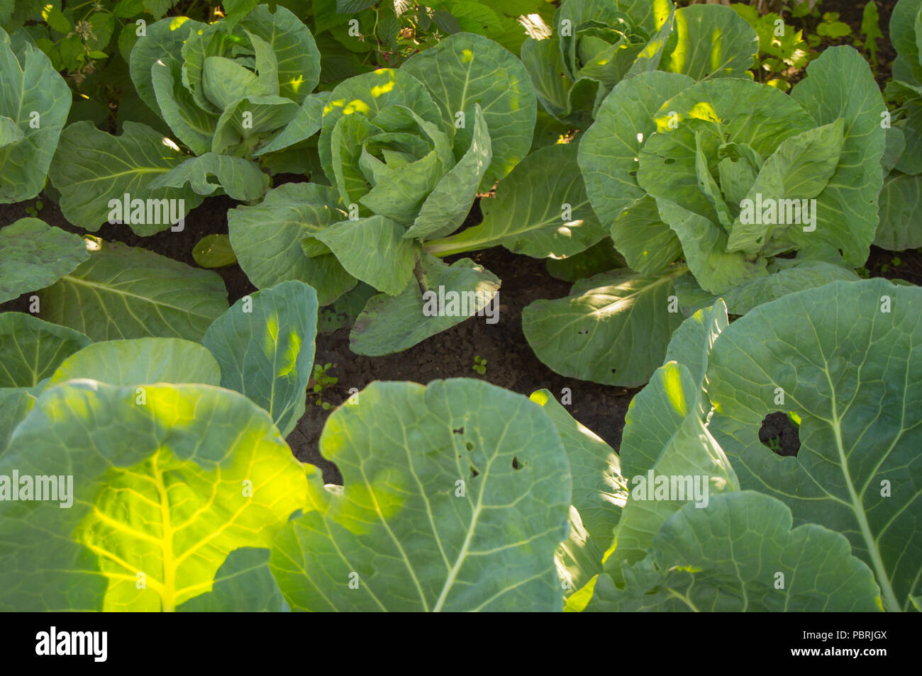 Spring Cabbage Garden Stock Photos & Spring Cabbage Garden Stock Images