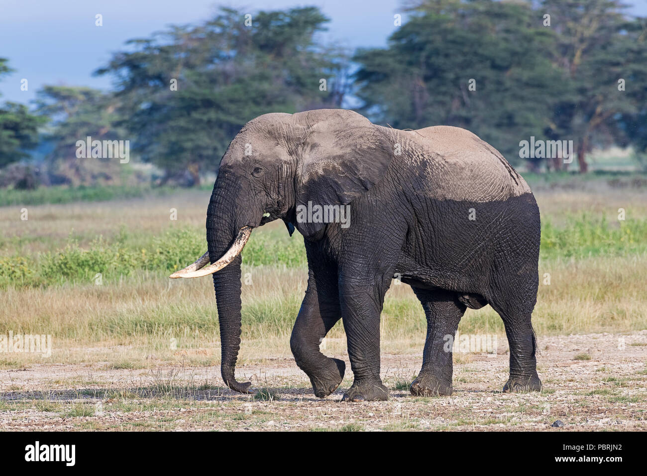 African elephant (Loxodonta africana) after the mud bath, Amboseli National Park, Kenya, East Africa, Africa Stock Photo