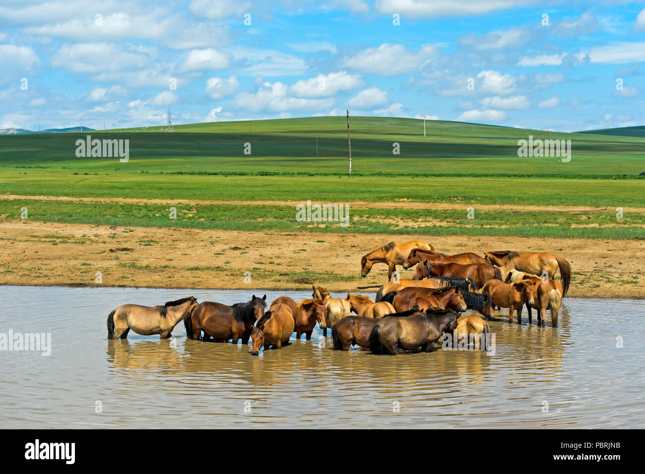 Cooling a horse hi-res stock photography and images - Alamy