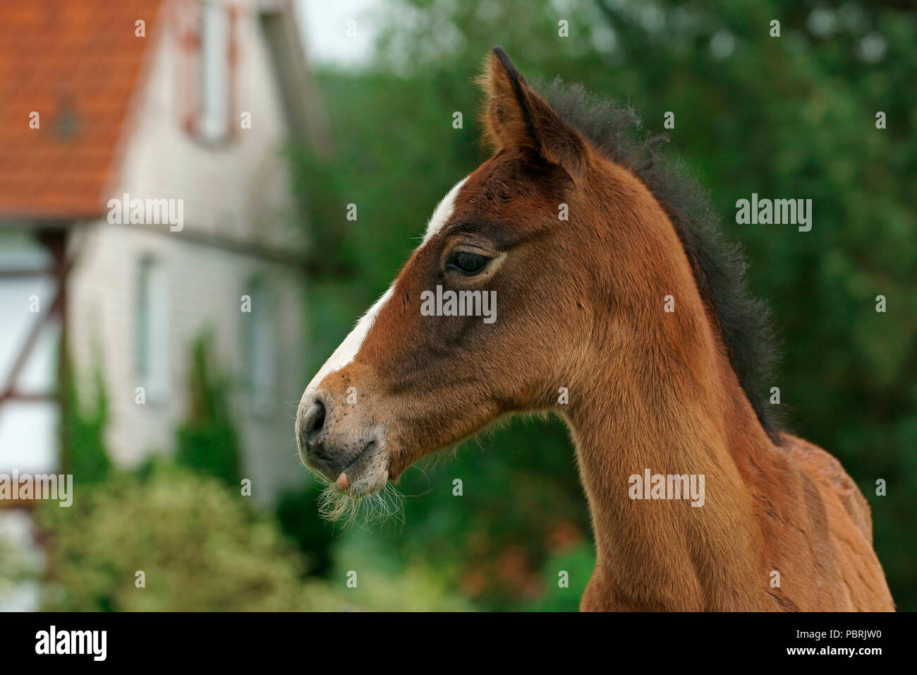 Foal, animal portrait, Hesse, Germany Stock Photo