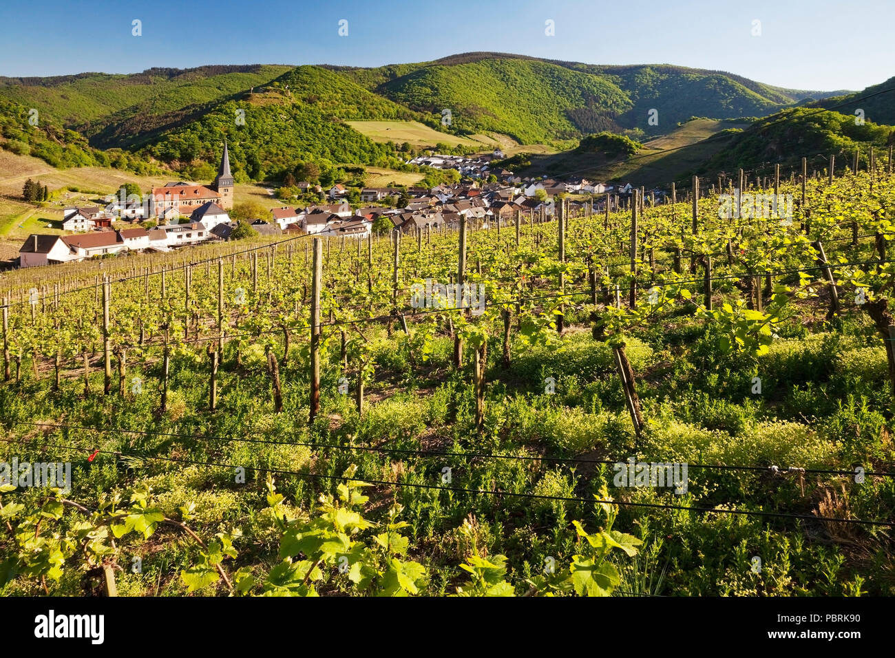 View over the vineyards to the place Mayschoss, Ahrtal, Eifel ...