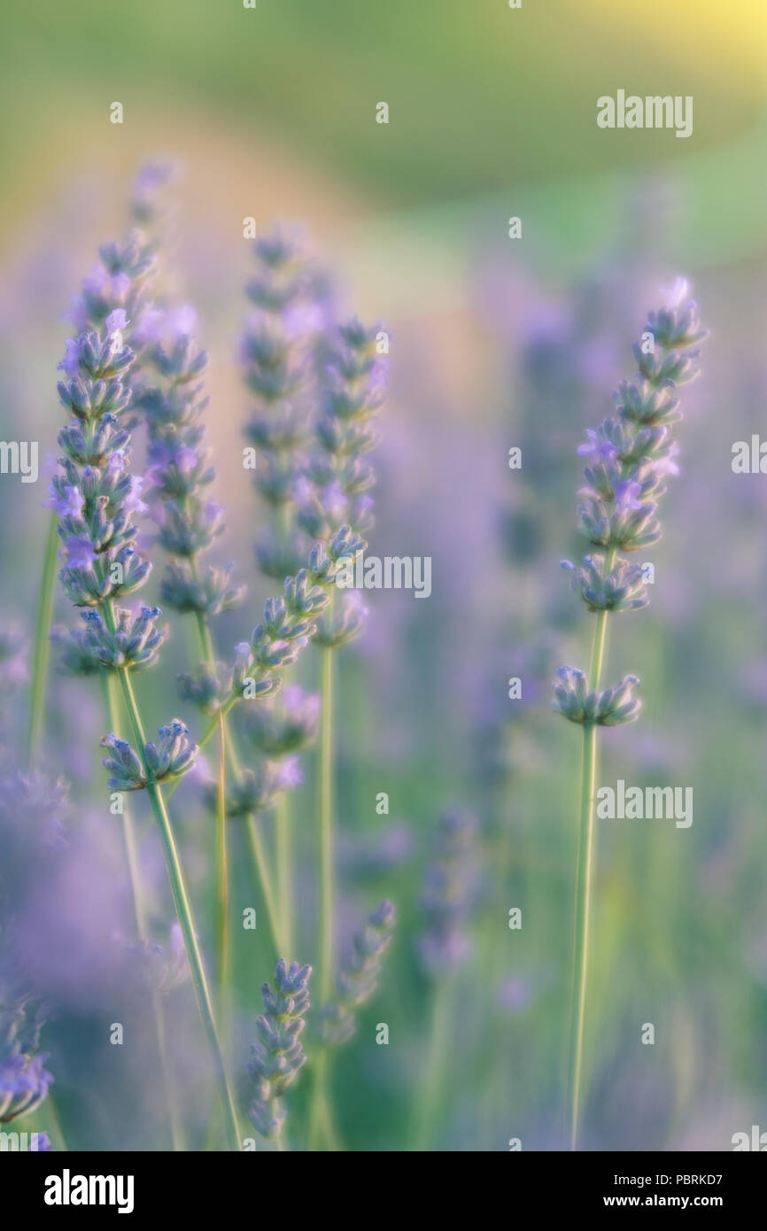 Close Up of English Lavender, Lavender Hidcote Stock Photo