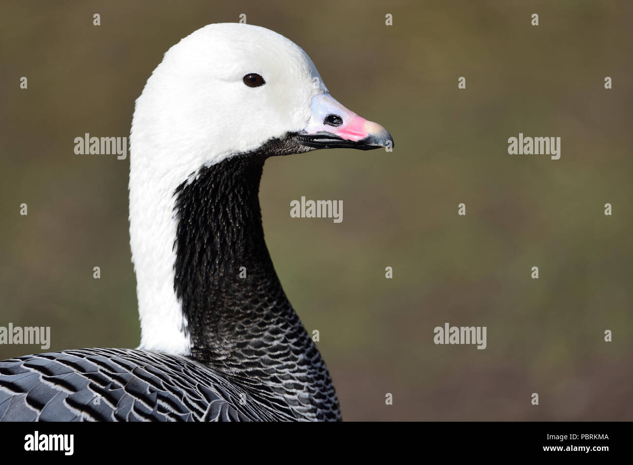 Head shot of an emperor goose (anser canagicus Stock Photo - Alamy