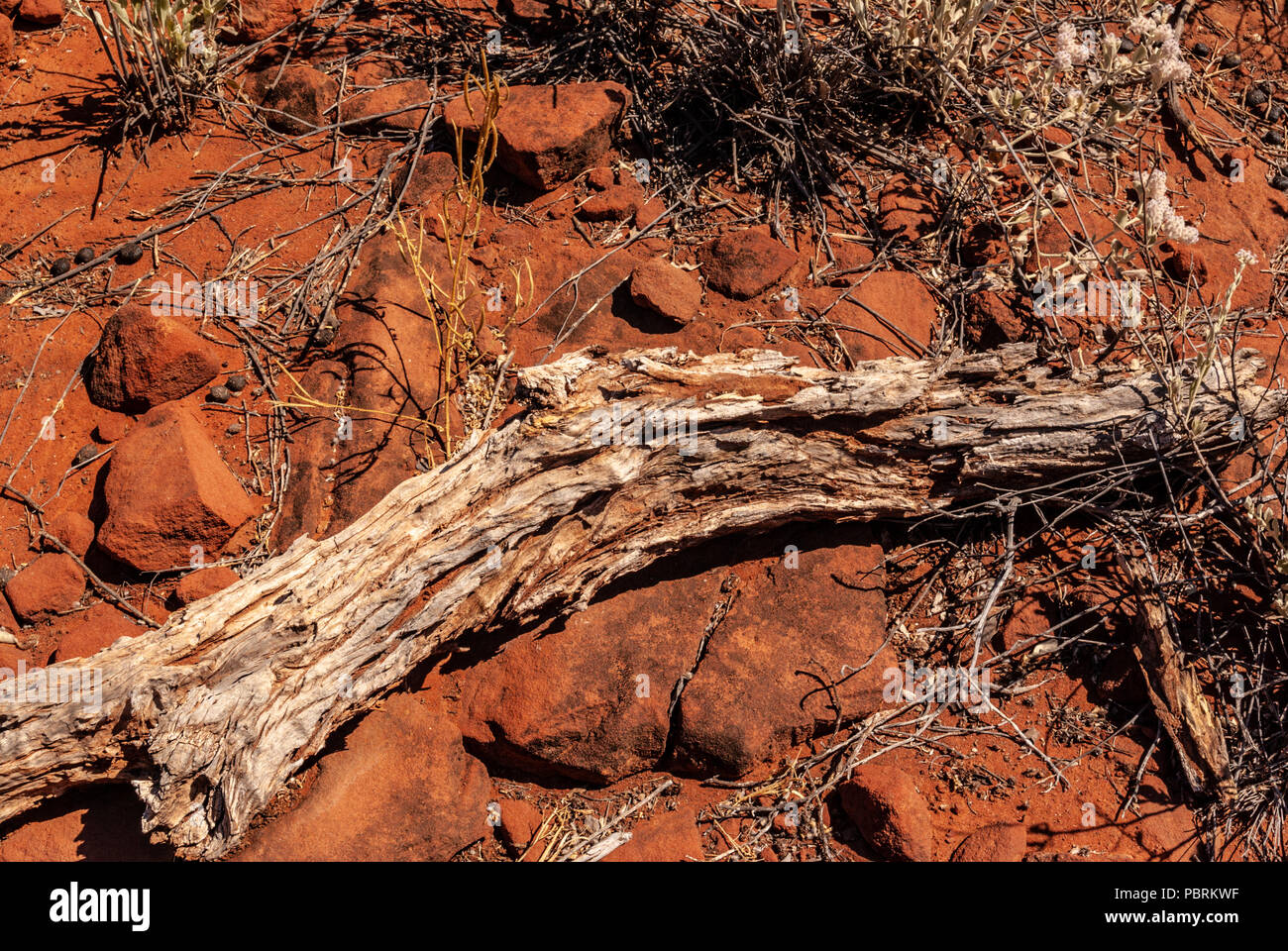 Palm Valley, Finke Gorge National Park in Northern Territory, Australia Stock Photo
