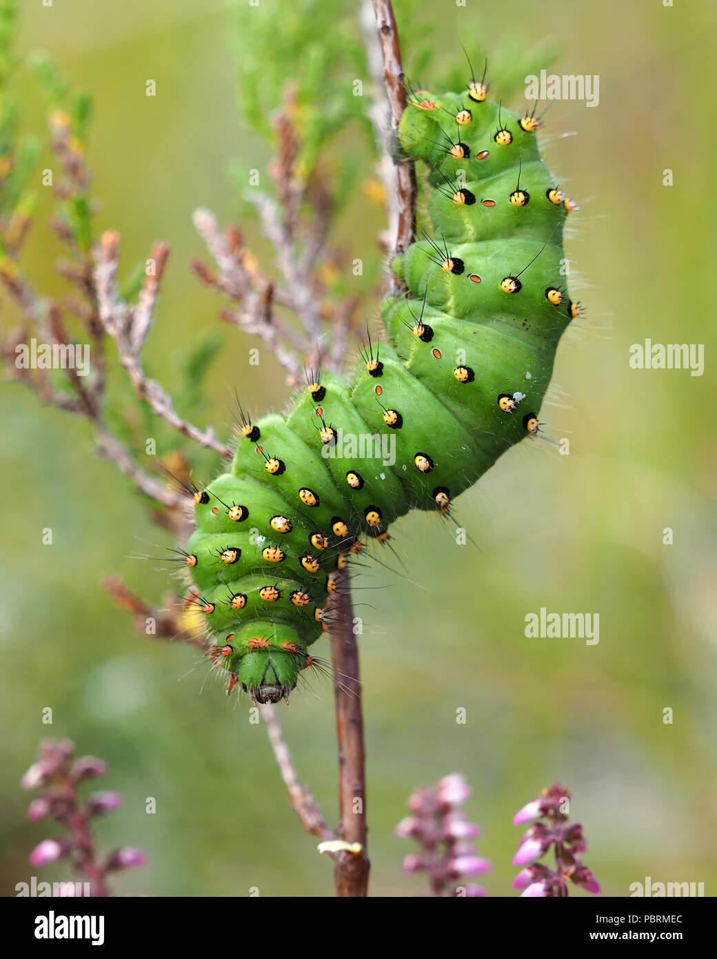 Saturniidae hi-res stock photography and images - Alamy