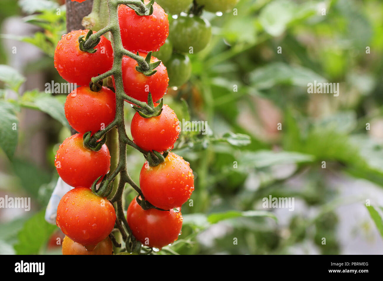 Ripe cherry organic tomatoes in garden ready to harvest with water ...
