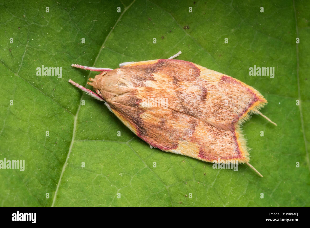 Micromoth Carcina quercana resting on sycamore leaf. Tipperary, Ireland Stock Photo