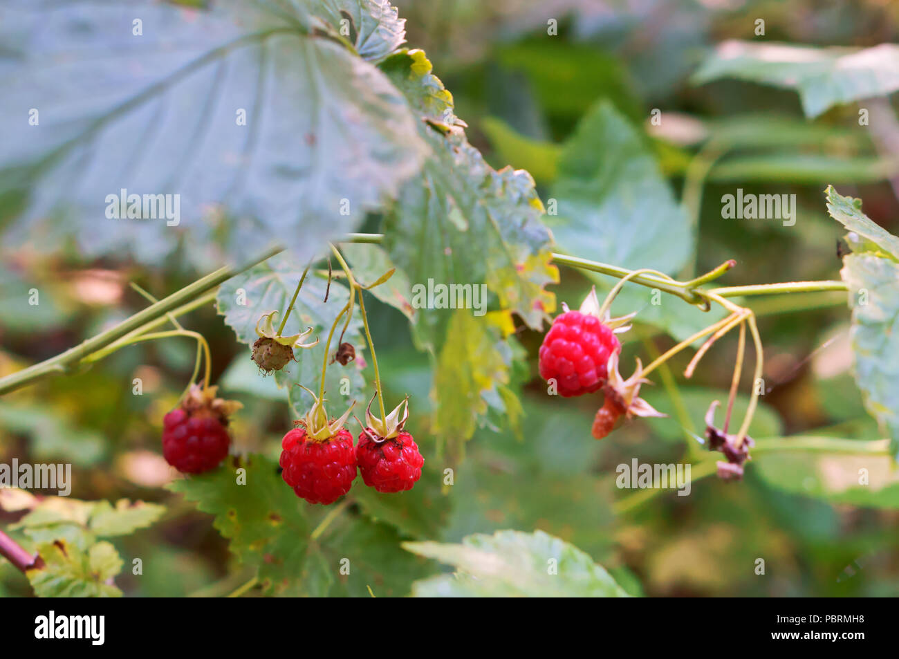 raspberries in the woods, wild raspberry currant bushes Stock Photo